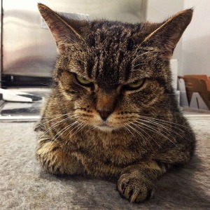 angry-cat9